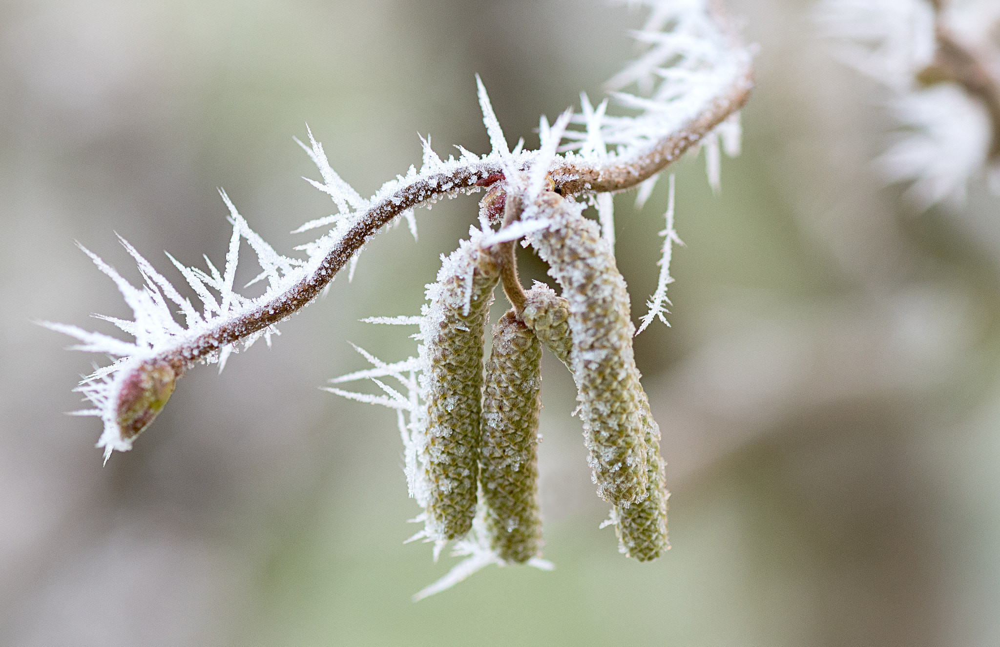 Nikon AF-S Micro-Nikkor 105mm F2.8G IF-ED VR sample photo. Frozen hazel photography