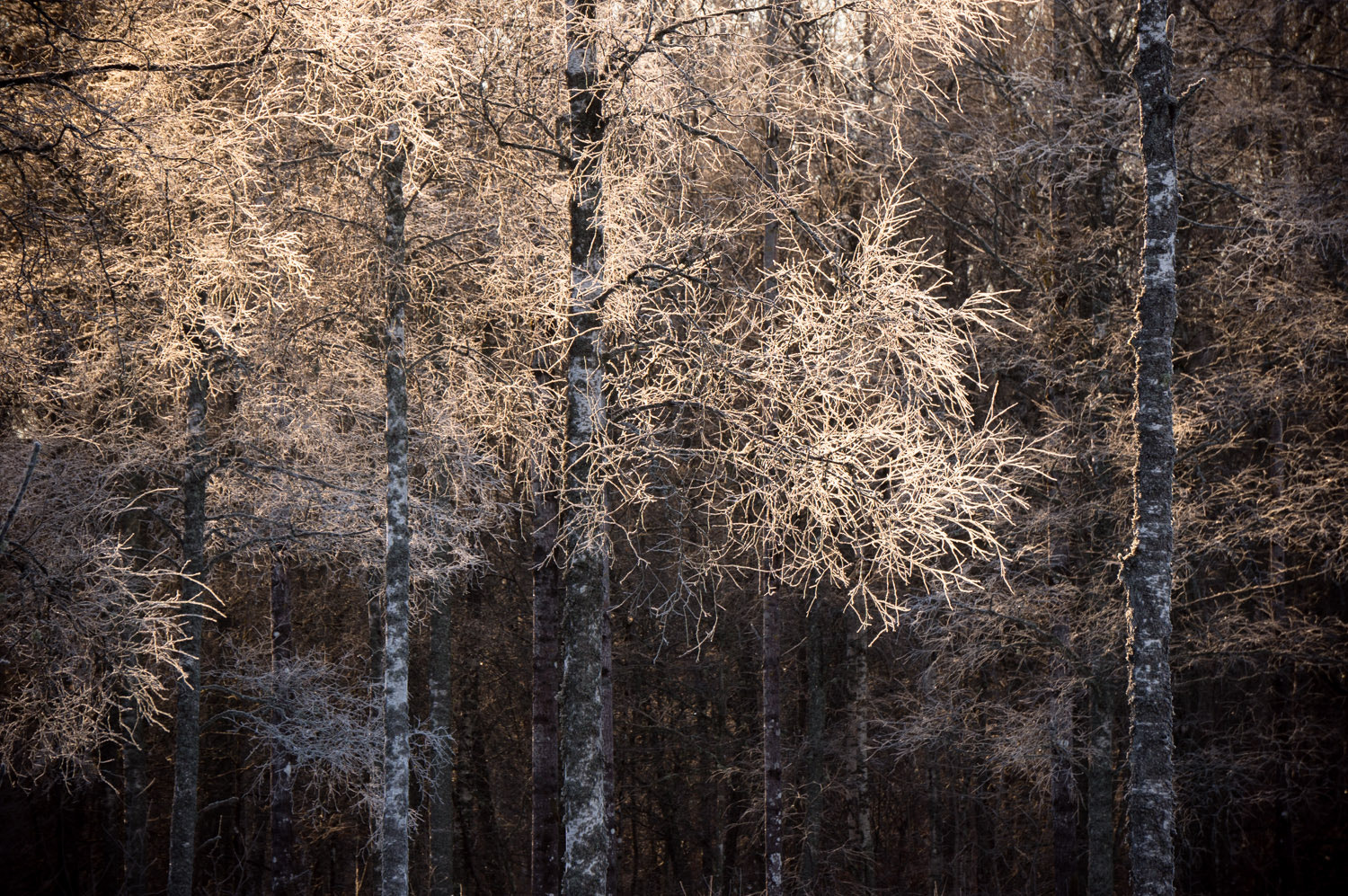 Sony Alpha NEX-6 + Sony E 55-210mm F4.5-6.3 OSS sample photo. Frozen photography