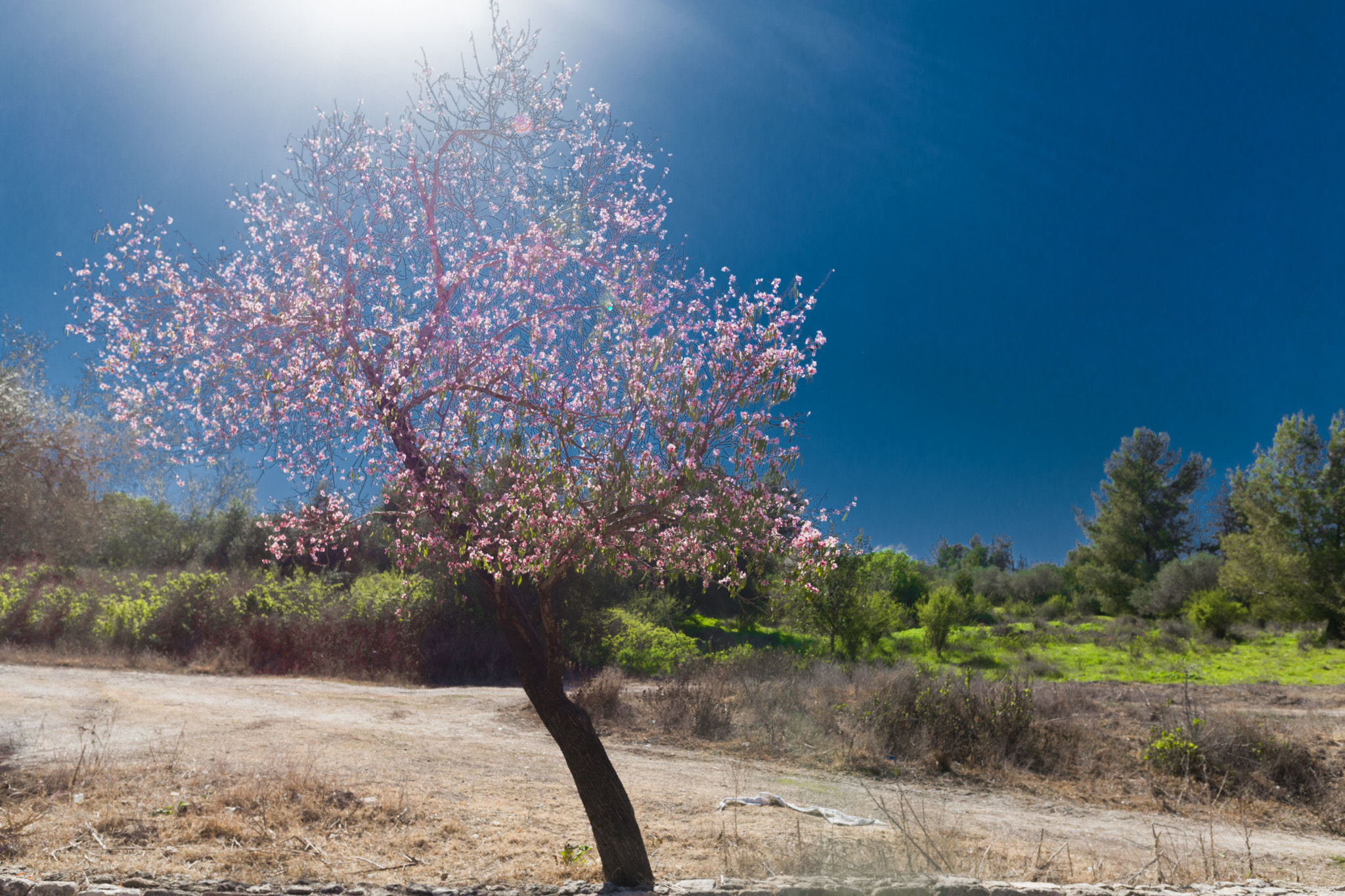 Sigma 24mm F1.4 DG HSM Art sample photo
