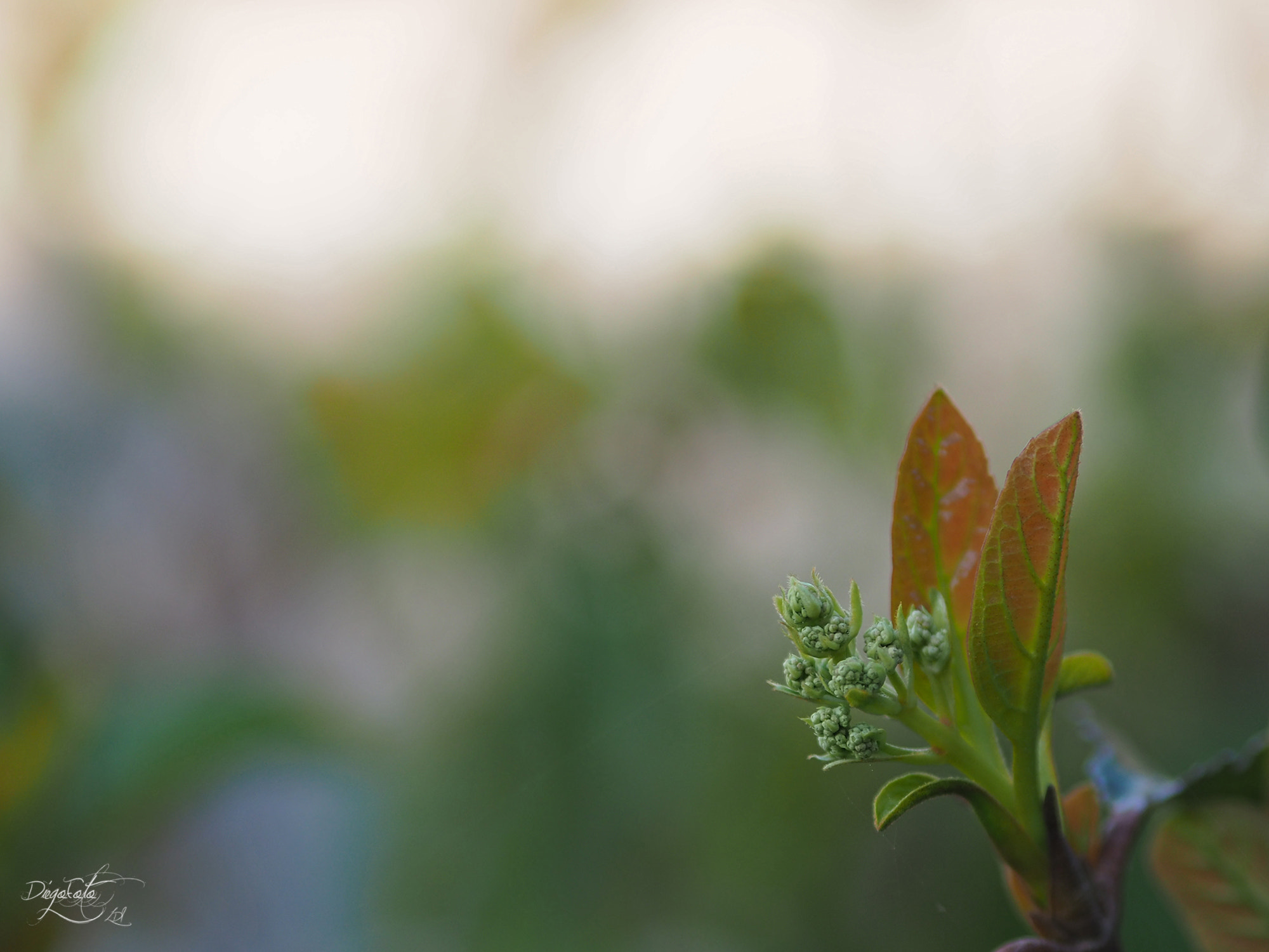 Olympus OM-D E-M10 II + Olympus M.Zuiko Digital 45mm F1.8 sample photo. Detalle de planta con el 45mm photography