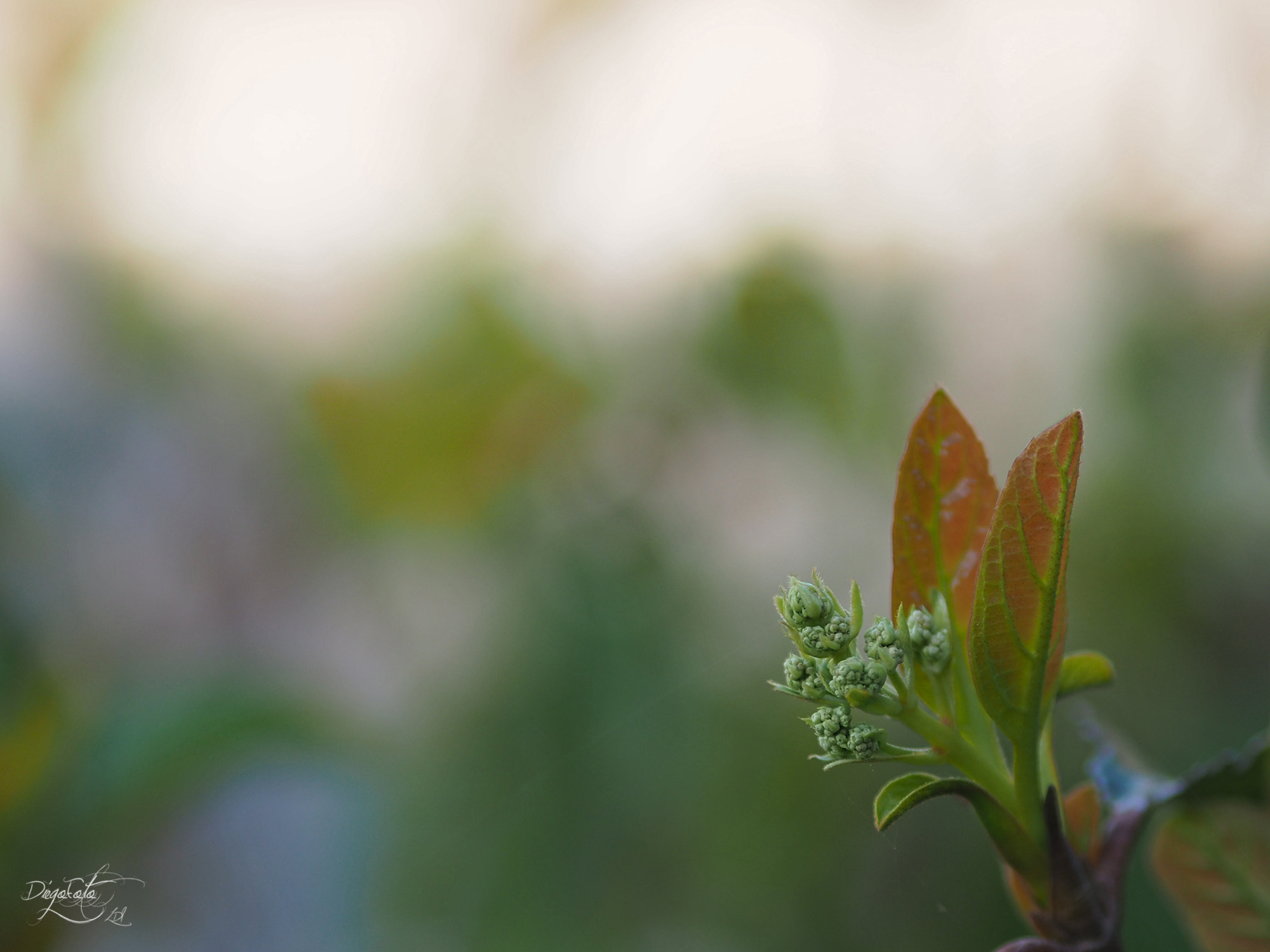 Olympus OM-D E-M10 II sample photo. Detalle de planta con el 45mm photography