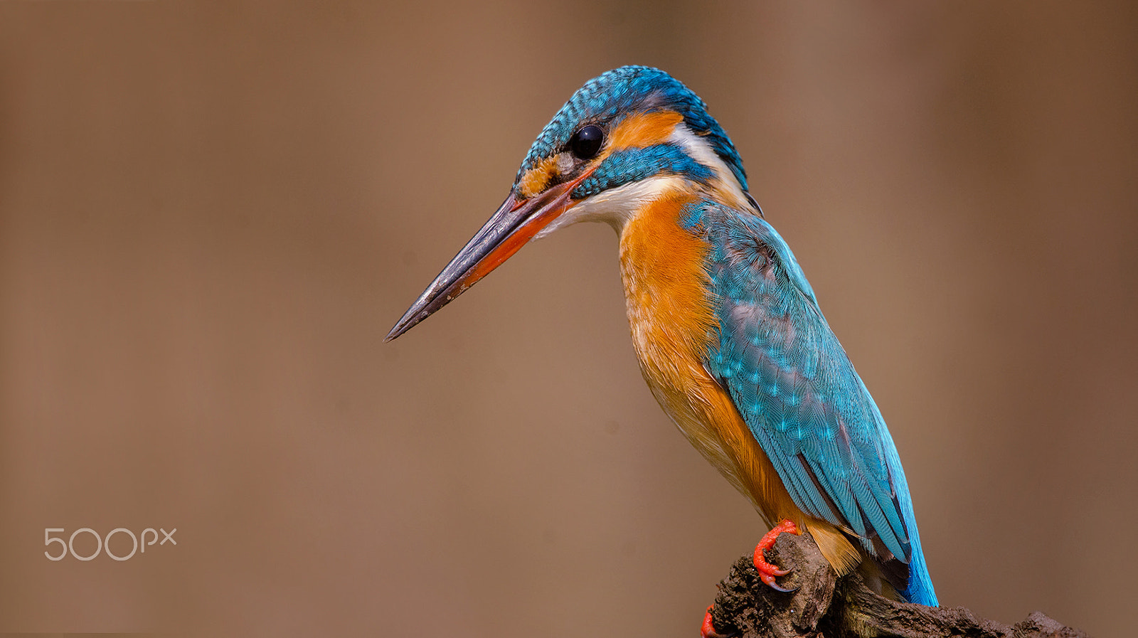 Nikon D7000 sample photo. Common kingfisher photography