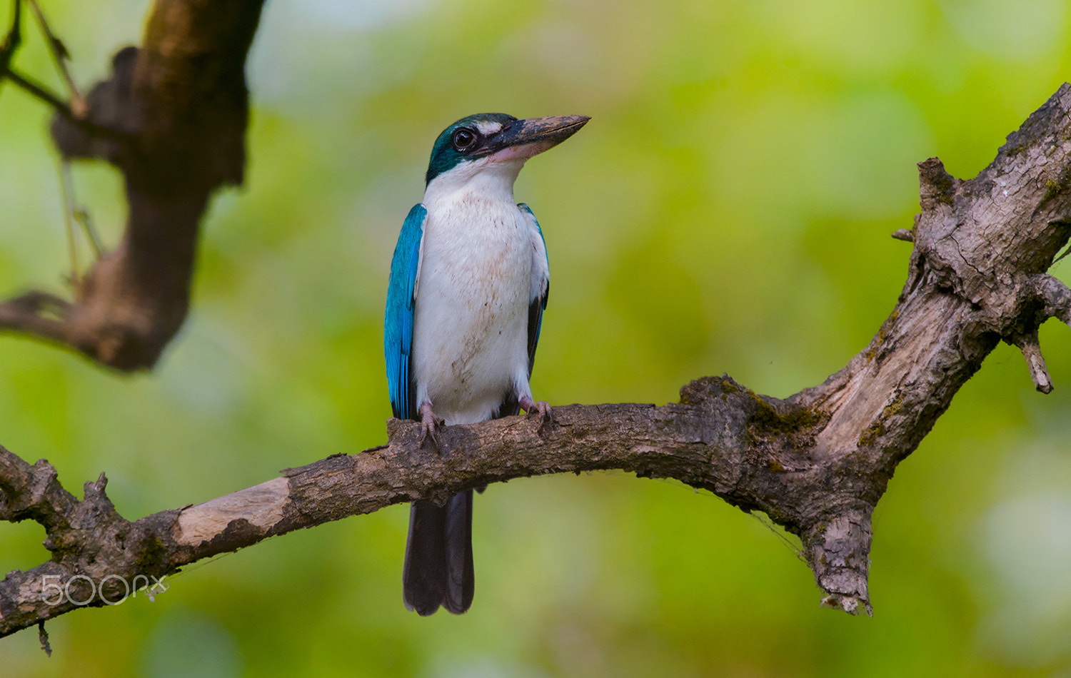 Nikon D7000 sample photo. White-collared kingfisher photography