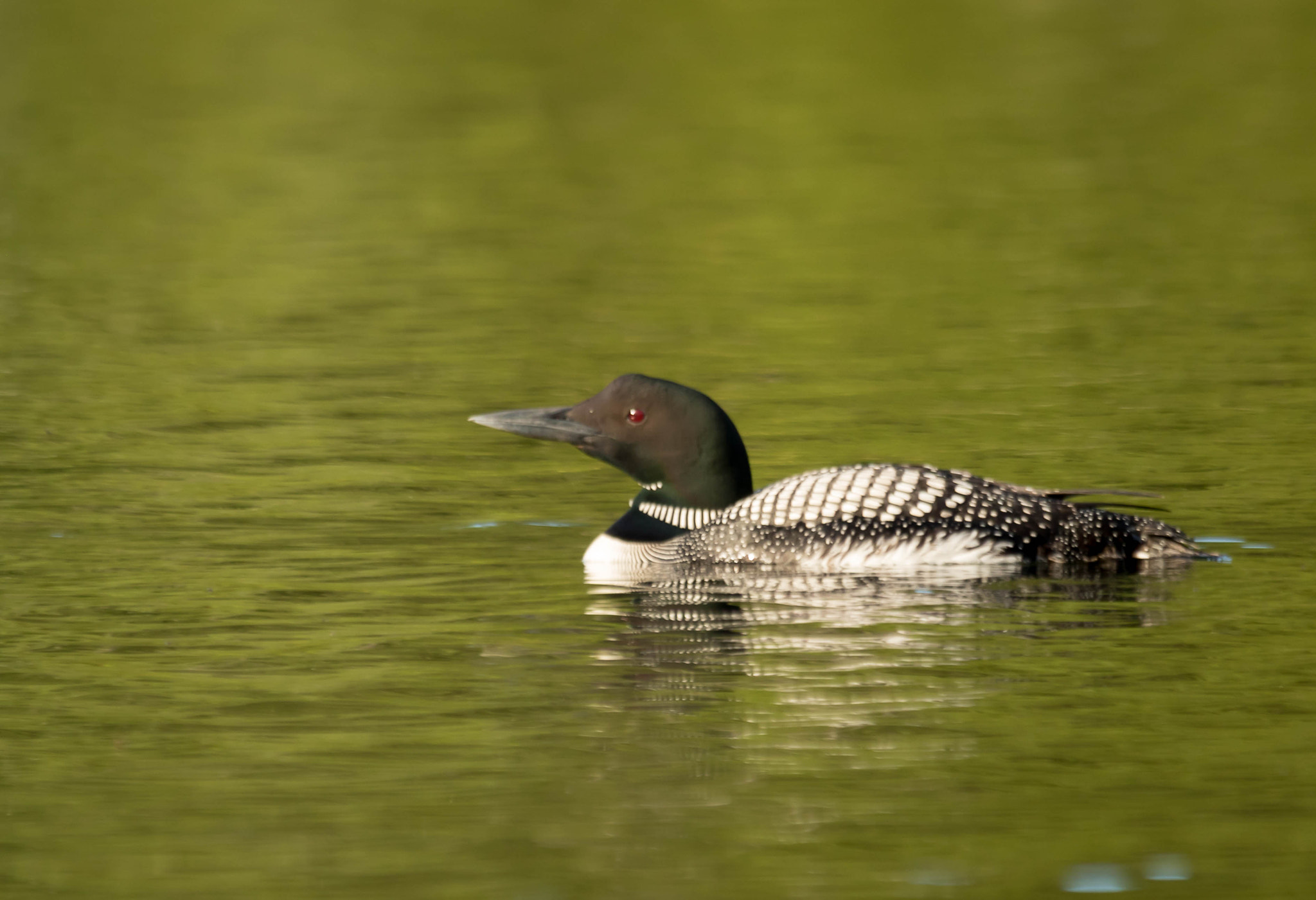 Canon EOS 7D Mark II + Sigma 150-500mm F5-6.3 DG OS HSM sample photo. Qa photography