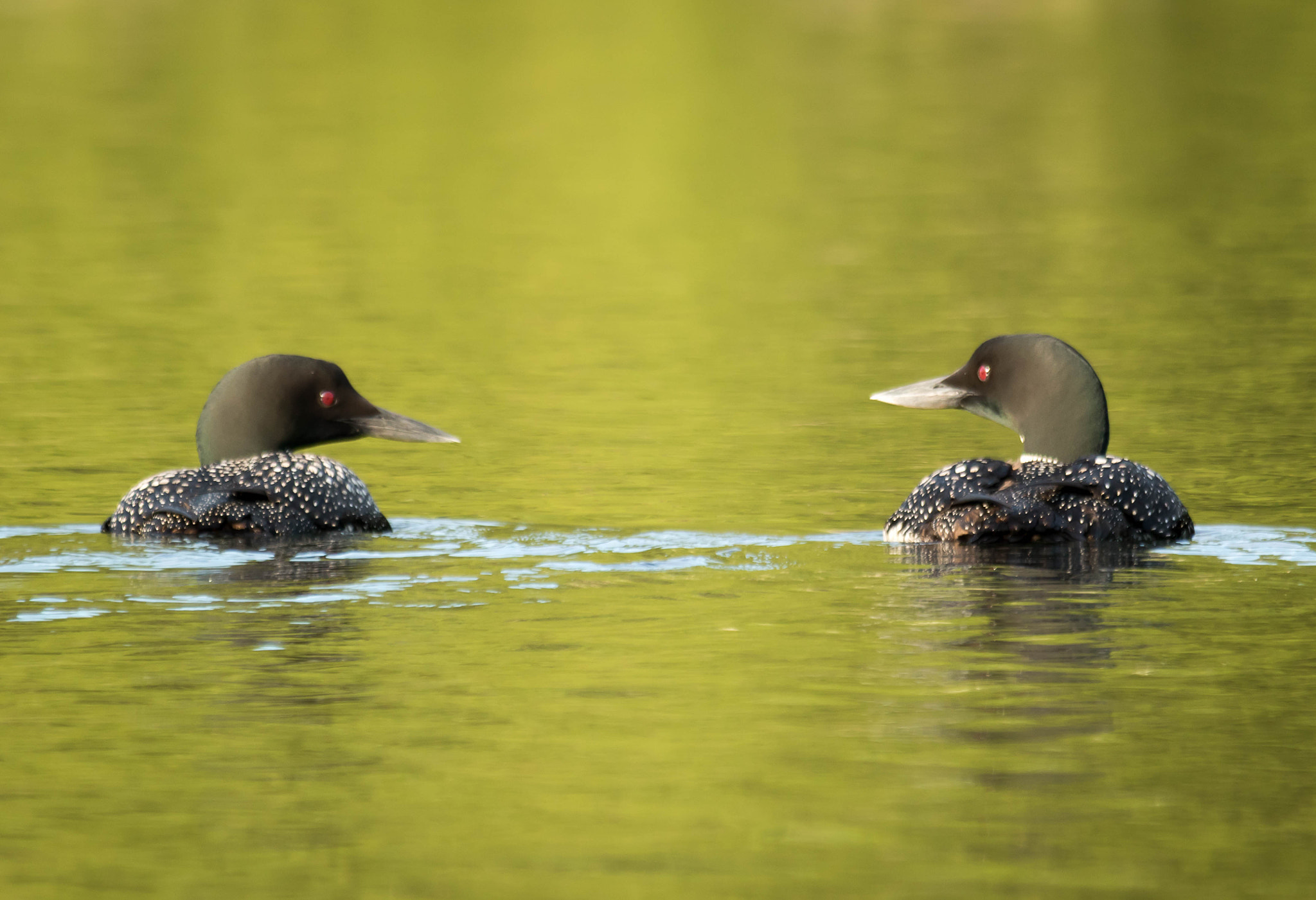 Canon EOS 7D Mark II + Sigma 150-500mm F5-6.3 DG OS HSM sample photo. Qa photography