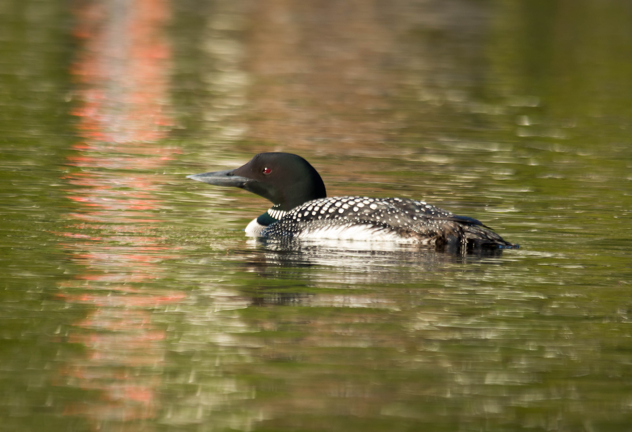 Canon EOS 7D Mark II + Sigma 150-500mm F5-6.3 DG OS HSM sample photo. Qa photography