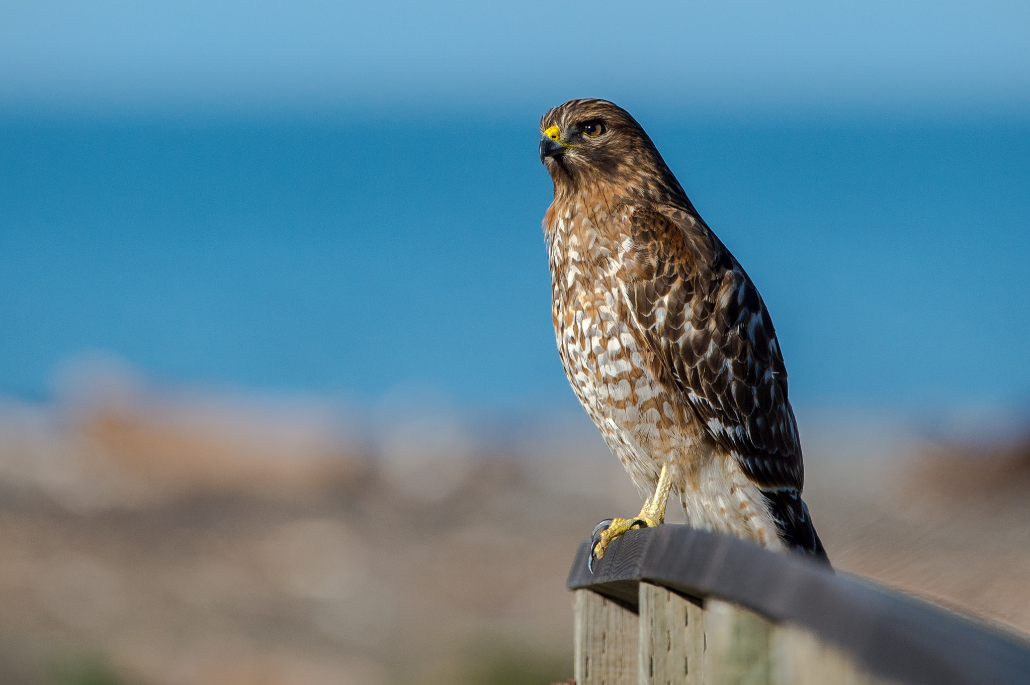 Nikon D4S + Sigma 150-600mm F5-6.3 DG OS HSM | S sample photo. Red-shouldered hawk photography