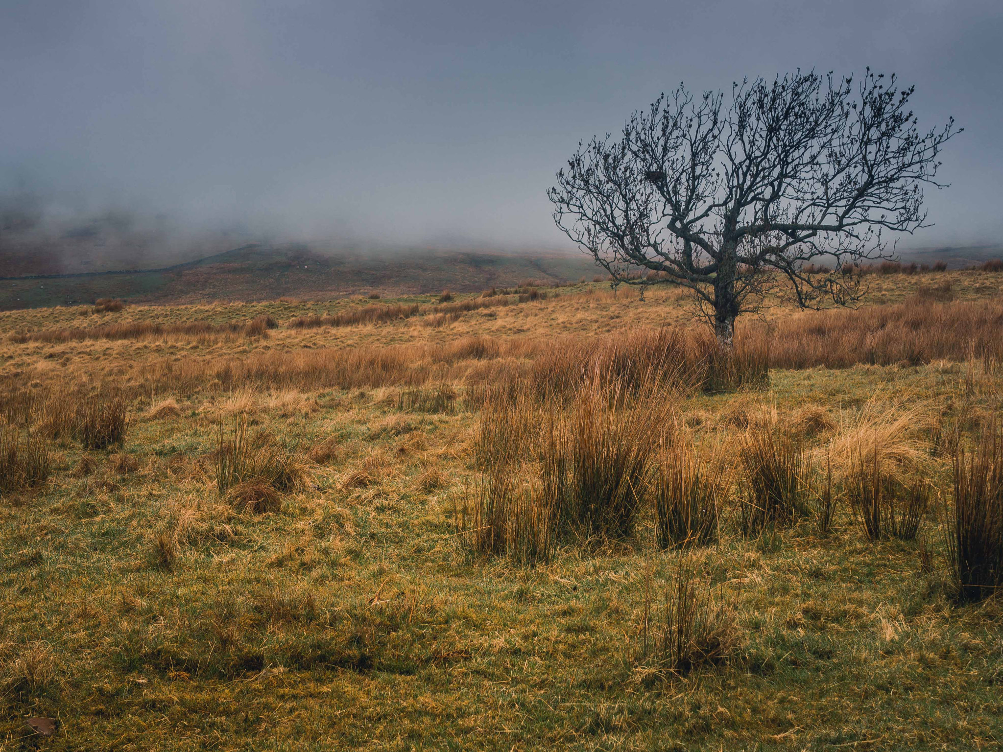 Olympus OM-D E-M10 sample photo. West highland way #6 photography