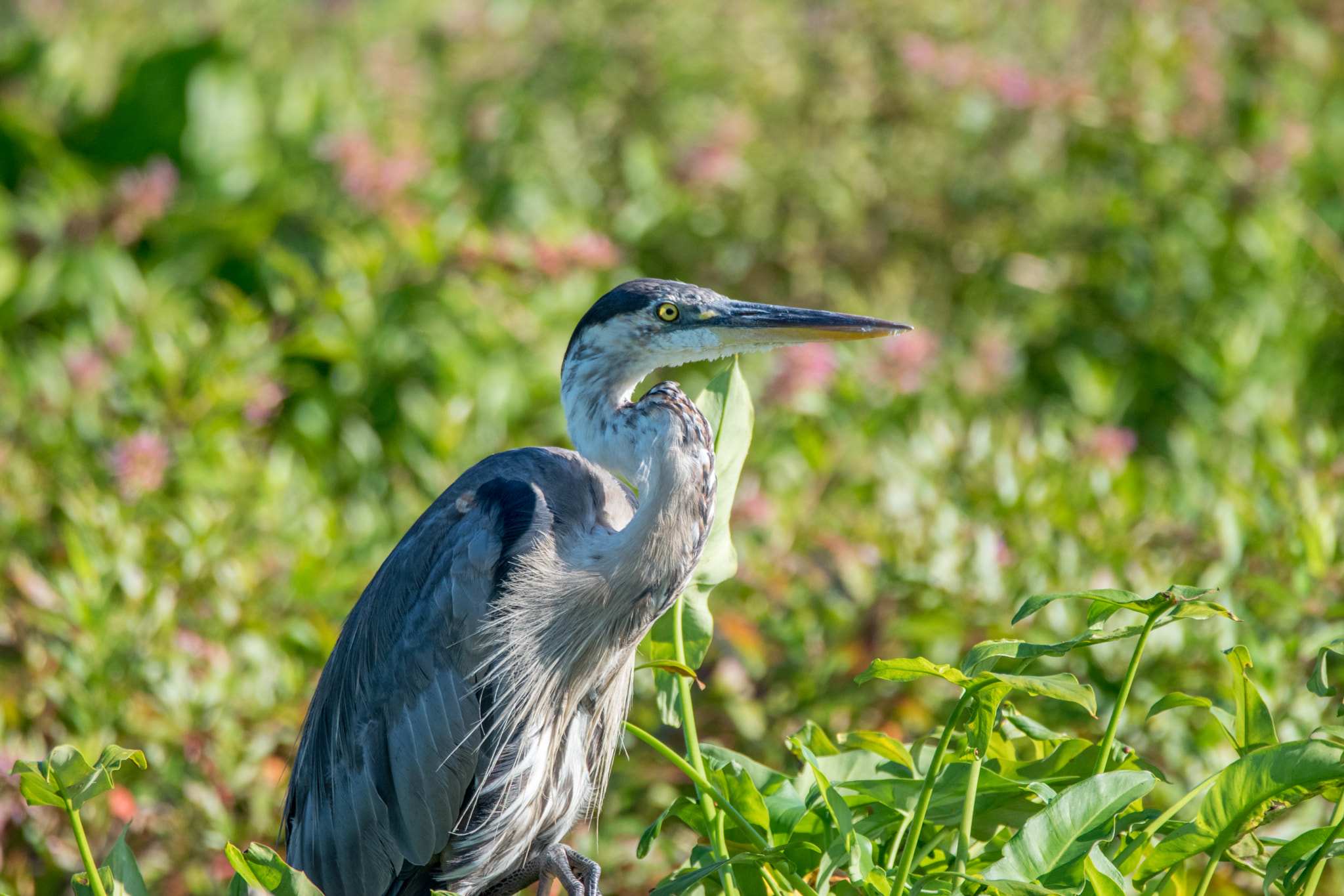 Sigma 150-600mm F5-6.3 DG OS HSM | C sample photo. Birds photography