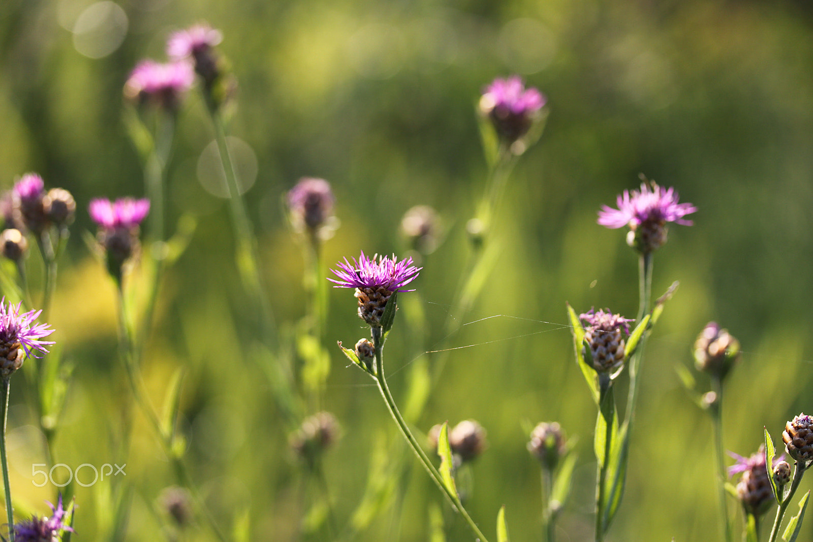 Canon EF-S 60mm F2.8 Macro USM sample photo. *** photography
