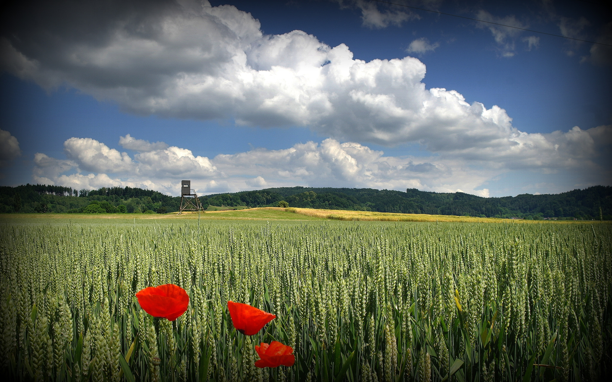 Samsung NX10 sample photo. Feld mit jägerstand photography