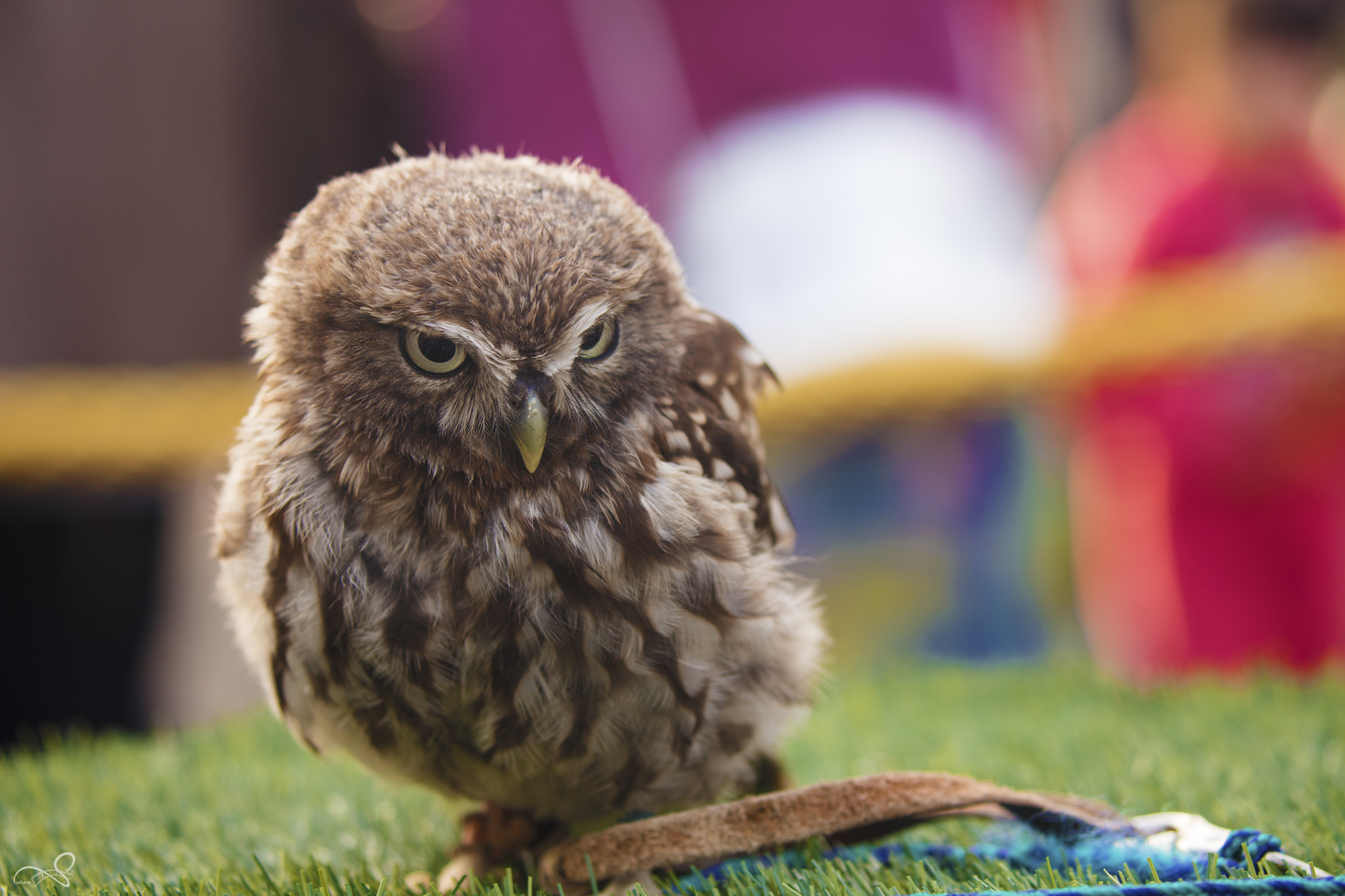 Canon EOS 5DS R sample photo. Angry bird photography