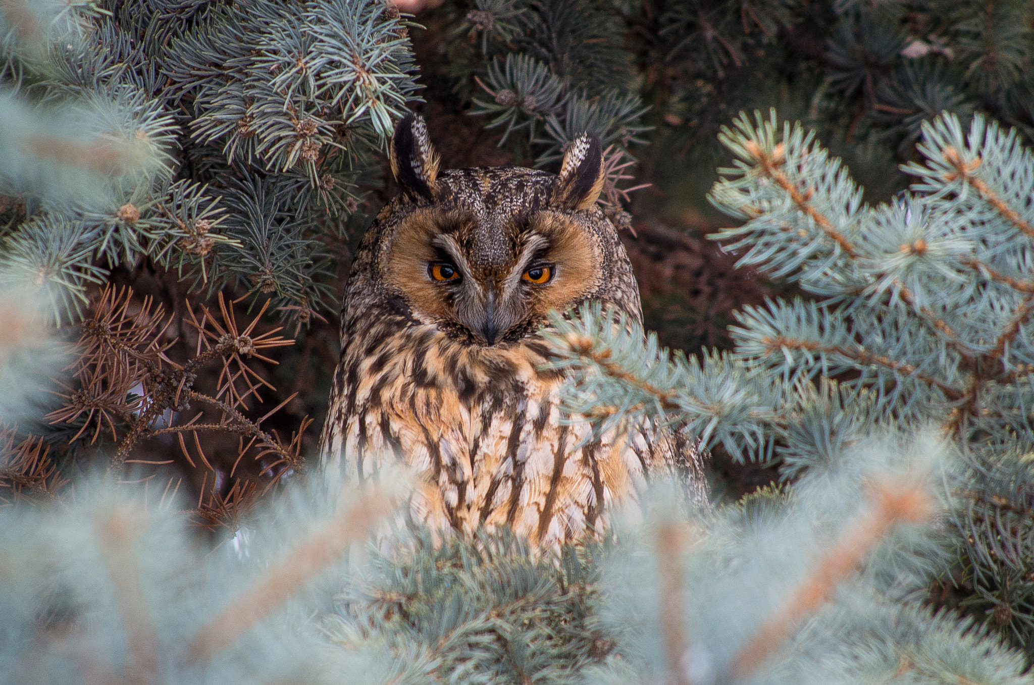 HD Pentax DA 55-300mm F4.0-5.8 ED WR sample photo. Long-eared owl / asio otus photography