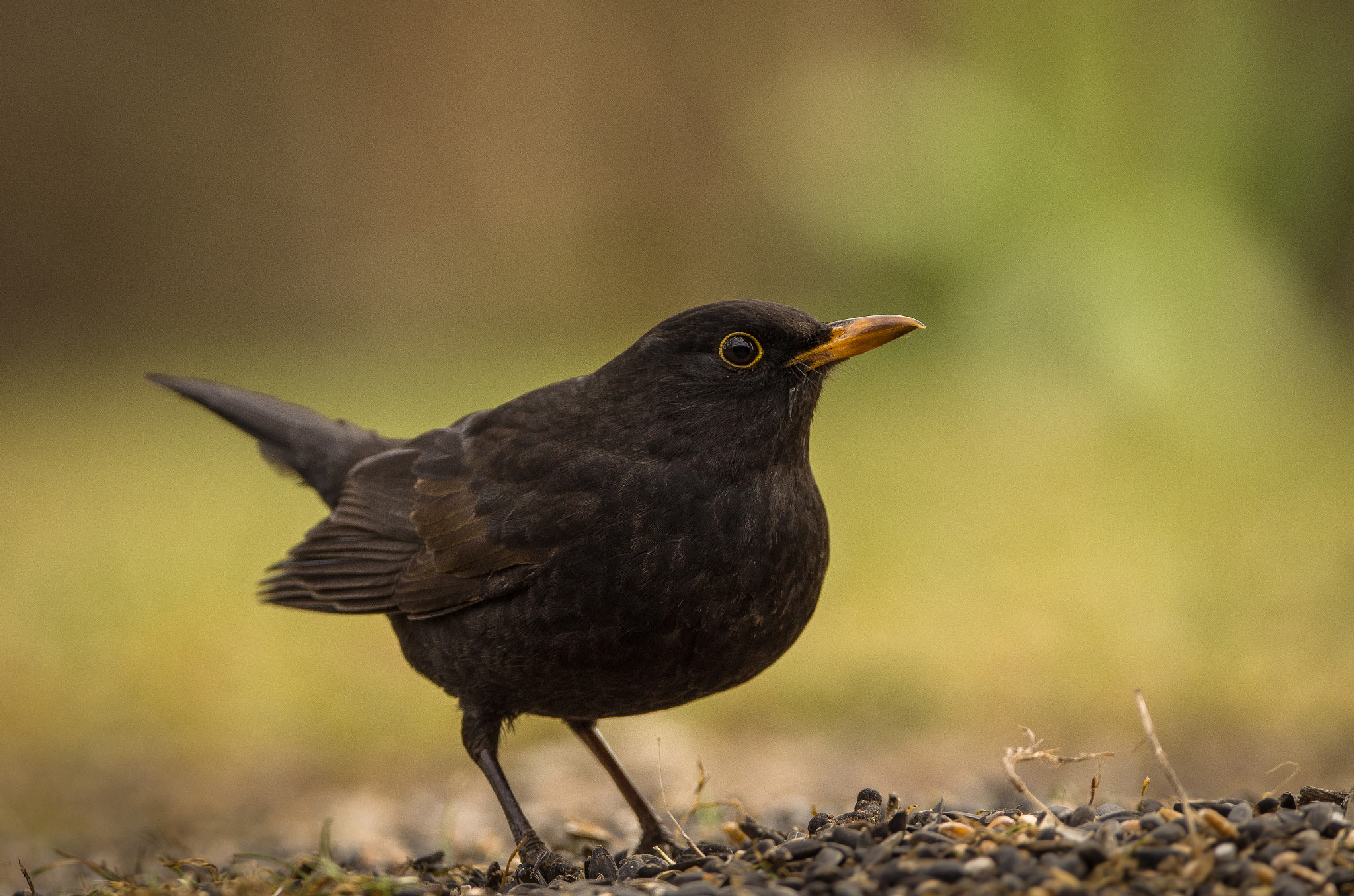 Sigma 150-600mm F5-6.3 DG OS HSM | C sample photo. Blackbird photography