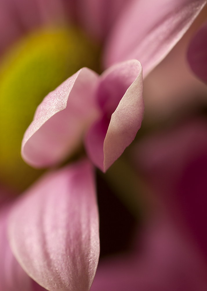 Canon EOS 40D + Tamron SP AF 90mm F2.8 Di Macro sample photo. The pink mermaid photography