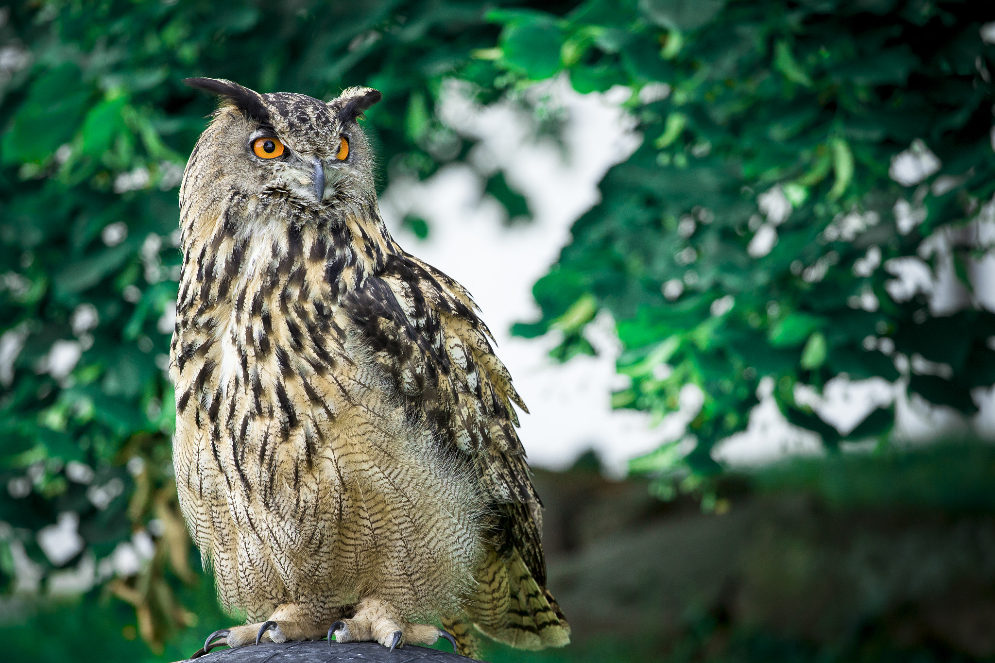 Canon EOS 600D (Rebel EOS T3i / EOS Kiss X5) + Canon EF 70-200mm F4L USM sample photo. Bird of prey photography