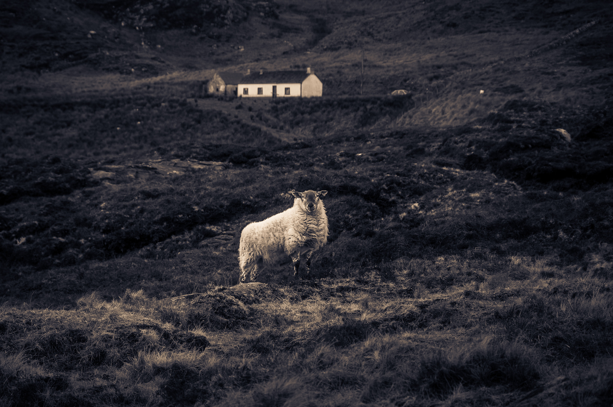 Sony SLT-A55 (SLT-A55V) + Sigma 70-300mm F4-5.6 DL Macro sample photo. Sheep of donegal photography