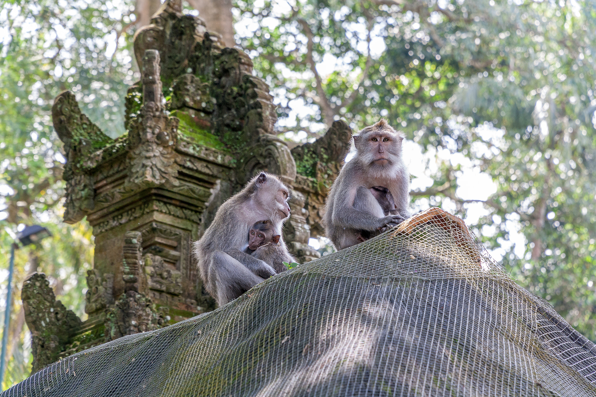Canon EOS 1000D (EOS Digital Rebel XS / EOS Kiss F) sample photo. Monkey forest photography