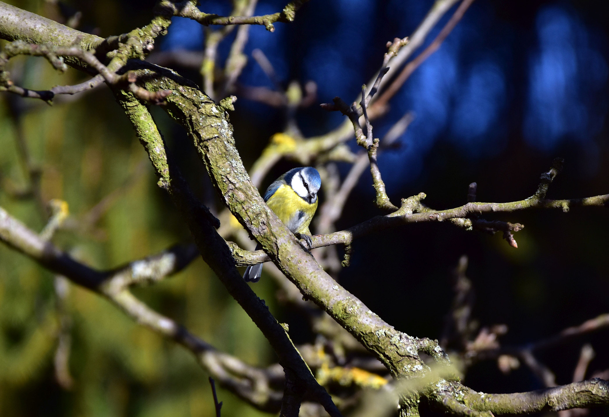 Sigma 150-600mm F5-6.3 DG OS HSM | C sample photo. The blue the yellow and the green photography