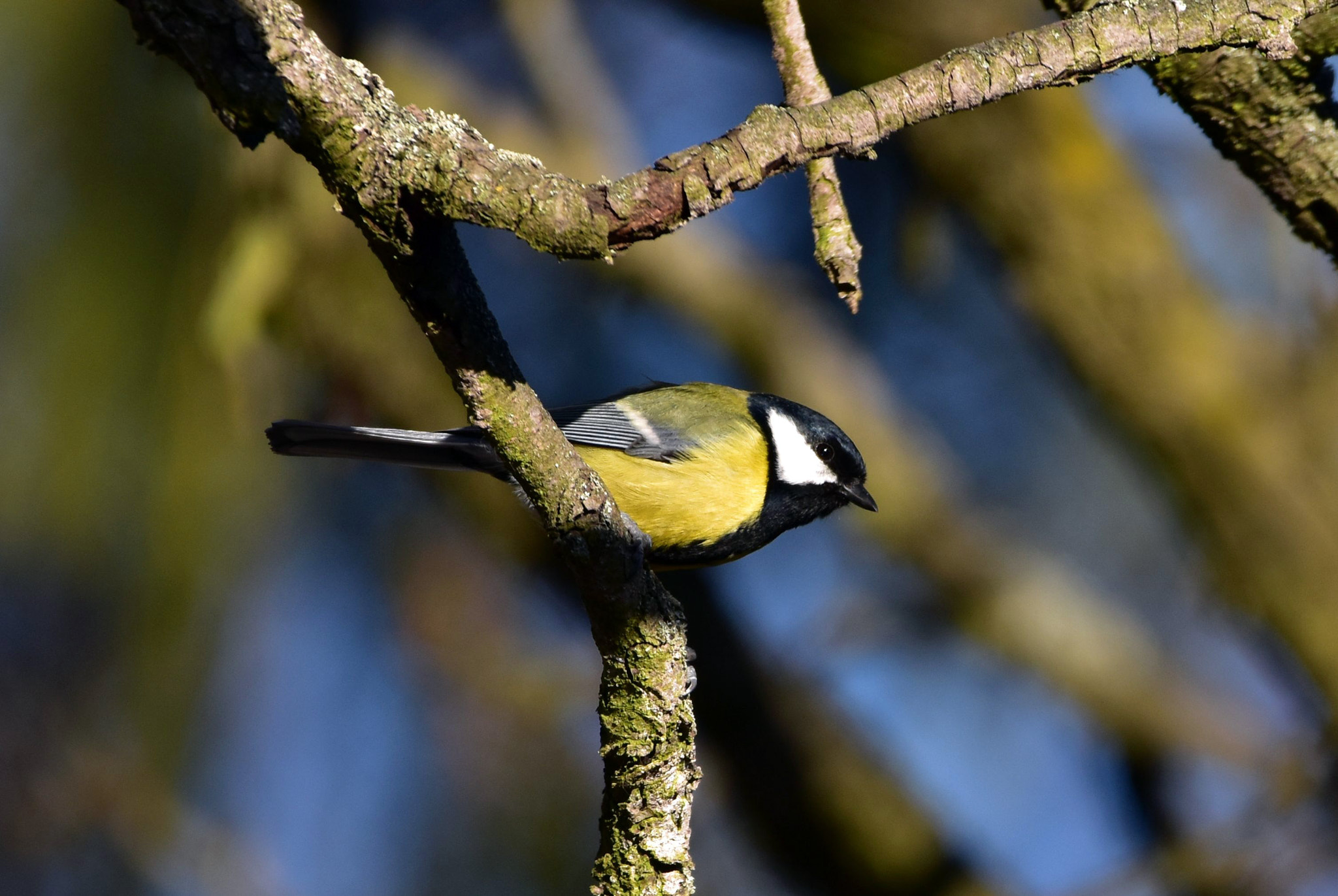 Sigma 150-600mm F5-6.3 DG OS HSM | C sample photo. Ambuscade photography