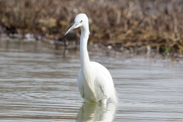 Sigma 150-500mm F5-6.3 DG OS HSM sample photo