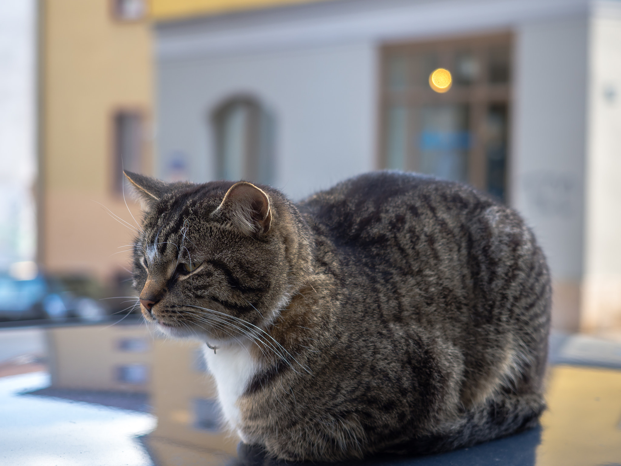 Cat (not) on (my) car roof