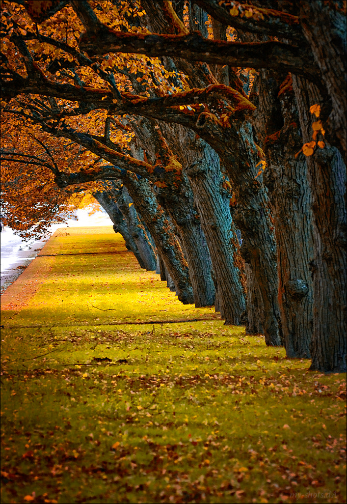 Pentax smc DA* 50-135mm F2.8 ED (IF) SDM sample photo. Golden autumn _96_ photography