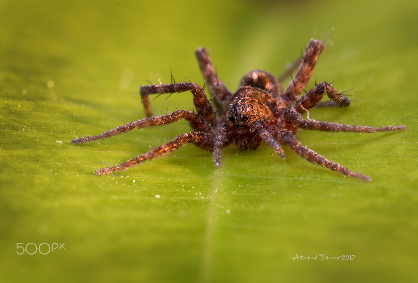 Nikon D750 + Tokina AT-X Pro 100mm F2.8 Macro sample photo. Small spyder photography