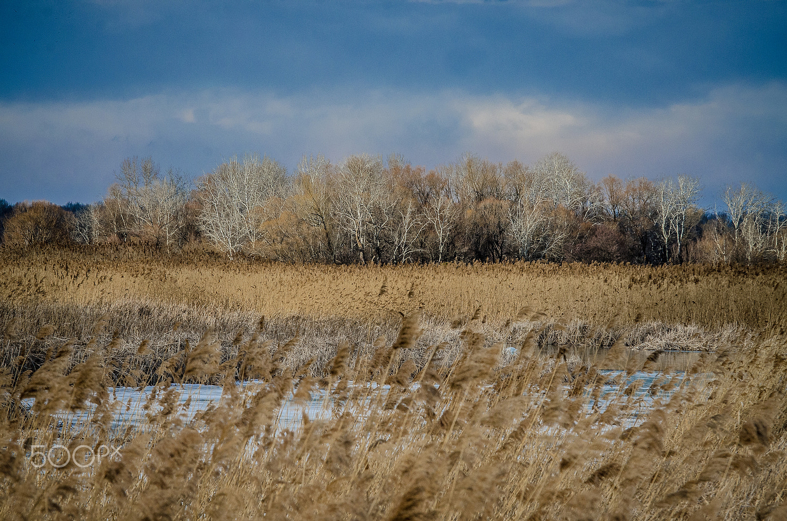 Sigma 70-200mm F2.8 EX DG Macro HSM II sample photo. Skeleton trees photography