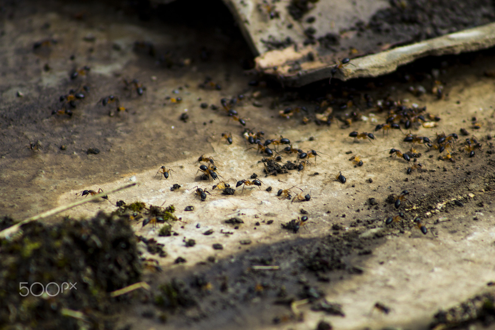 Canon EF 75-300mm f/4-5.6 USM sample photo. Hormigas photography