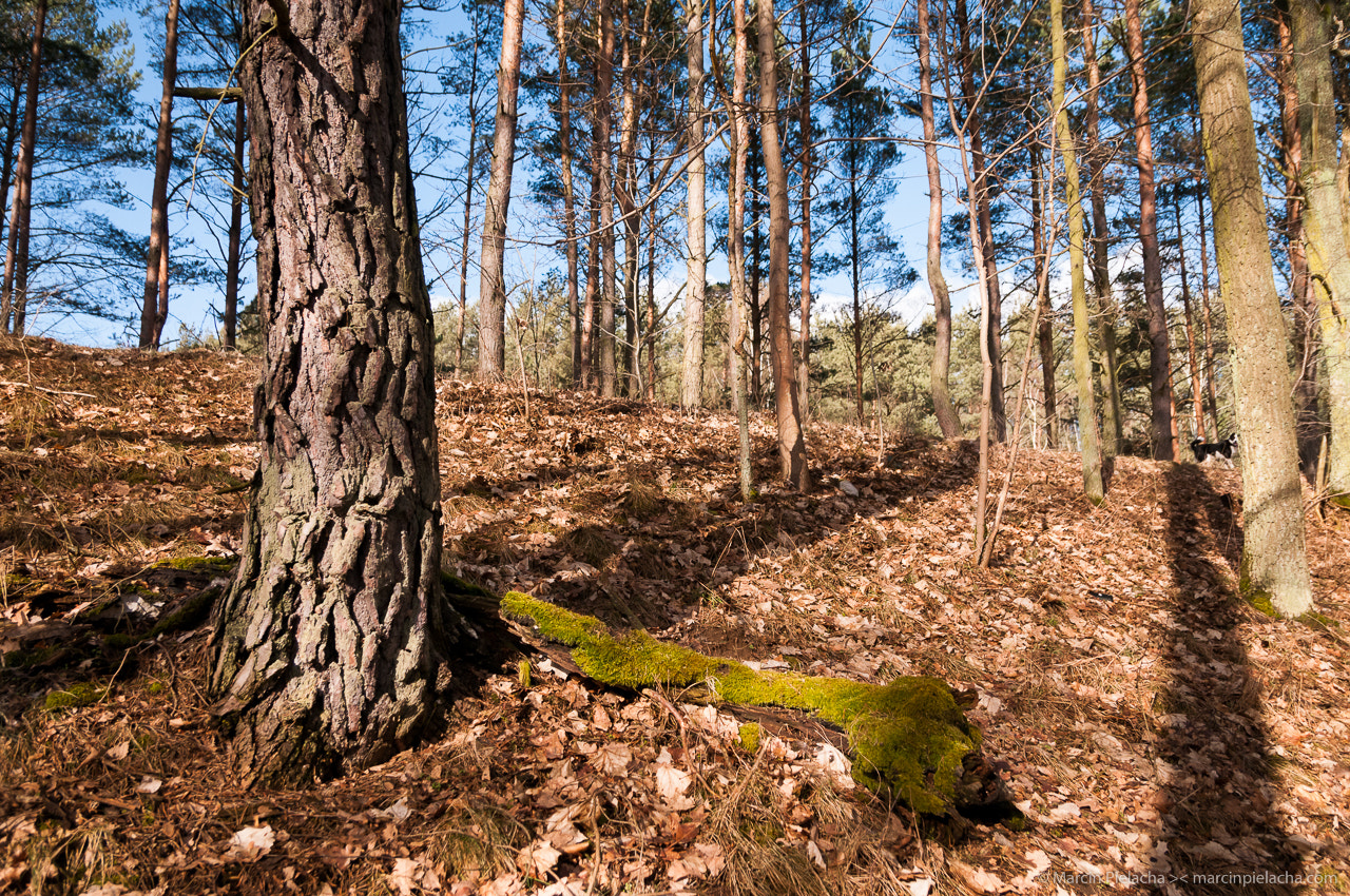 Sigma 17-50mm F2.8 EX DC OS HSM sample photo. ... photography