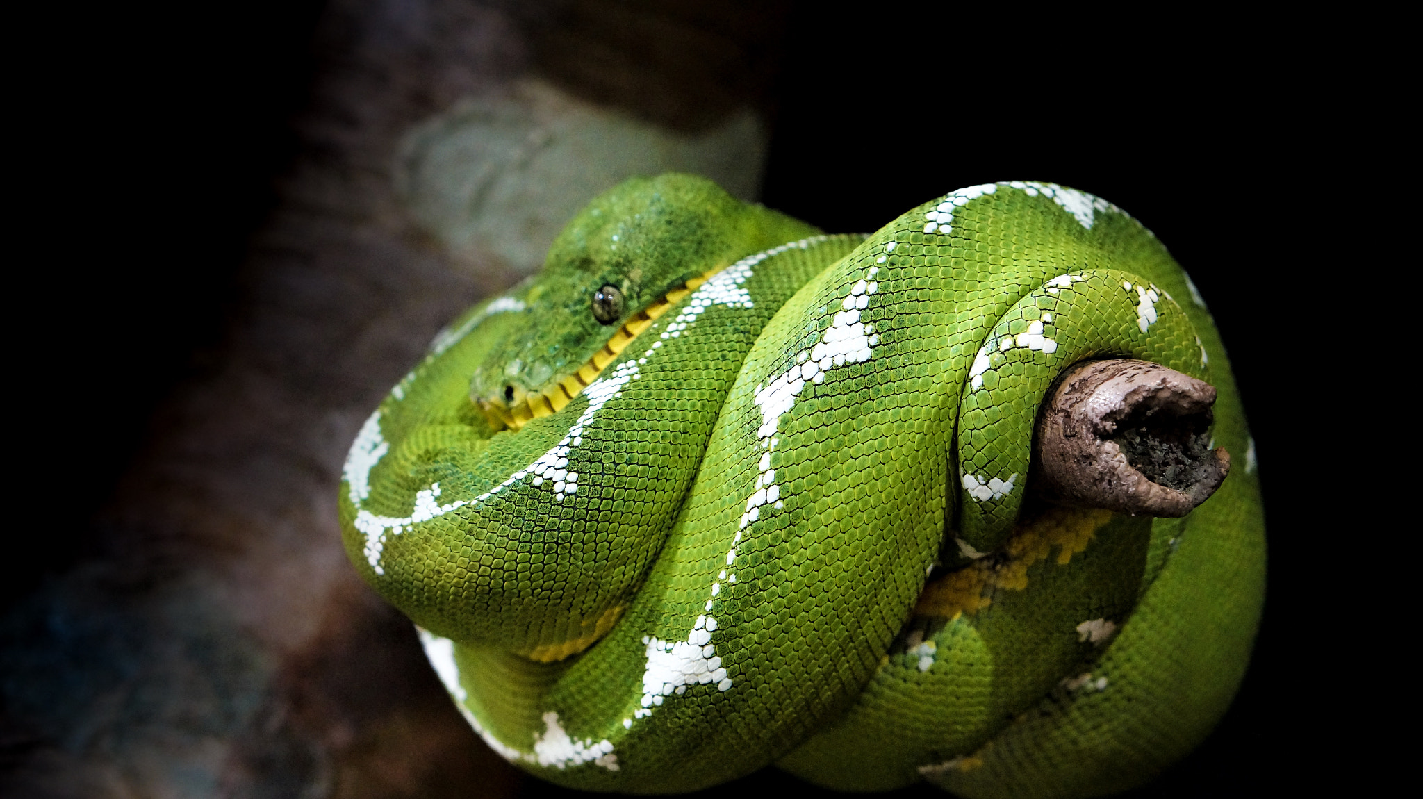 E 50mm F1.8 OSS sample photo. Green tree python photography
