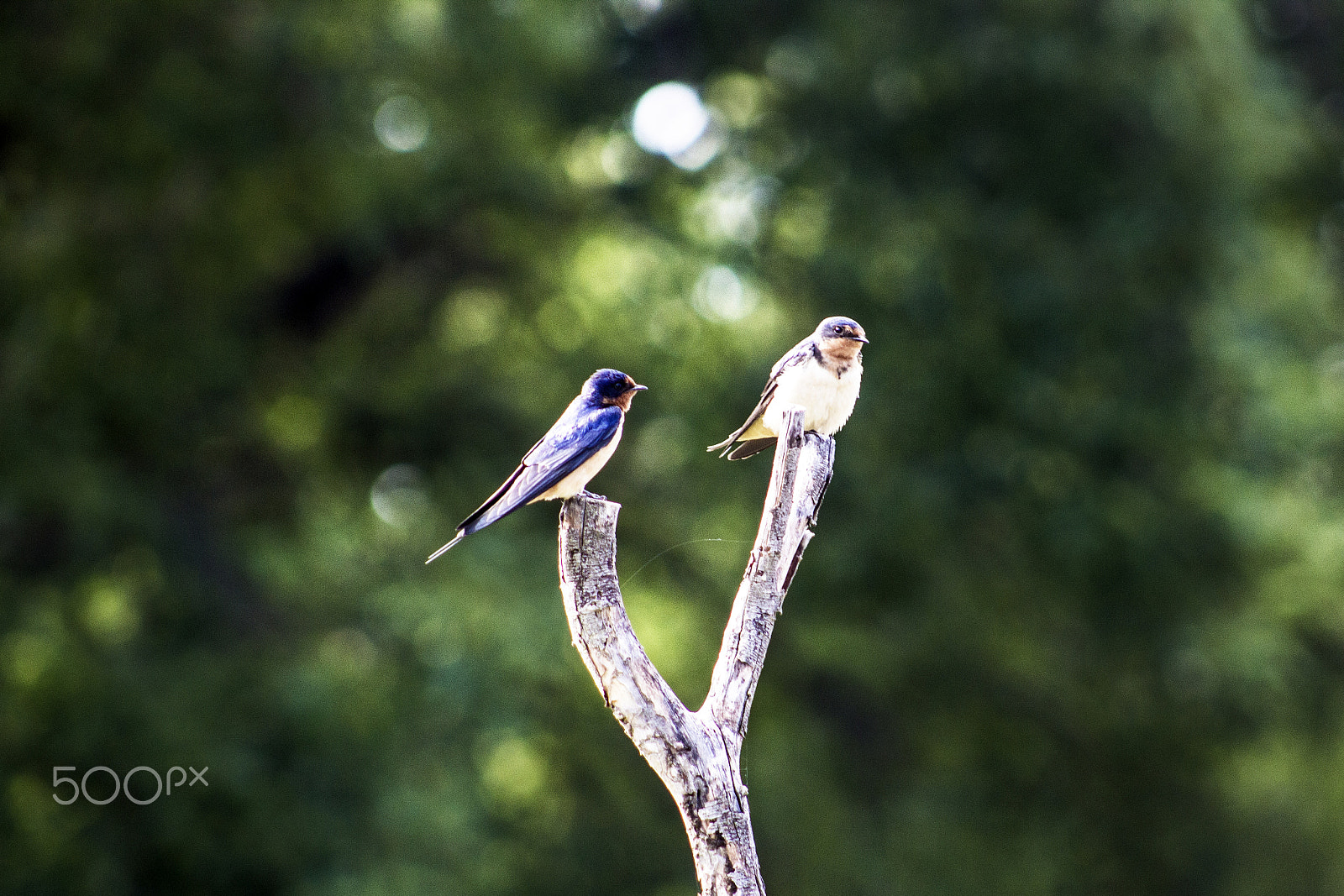 Canon EF 75-300mm f/4-5.6 USM sample photo. Golondrinas photography