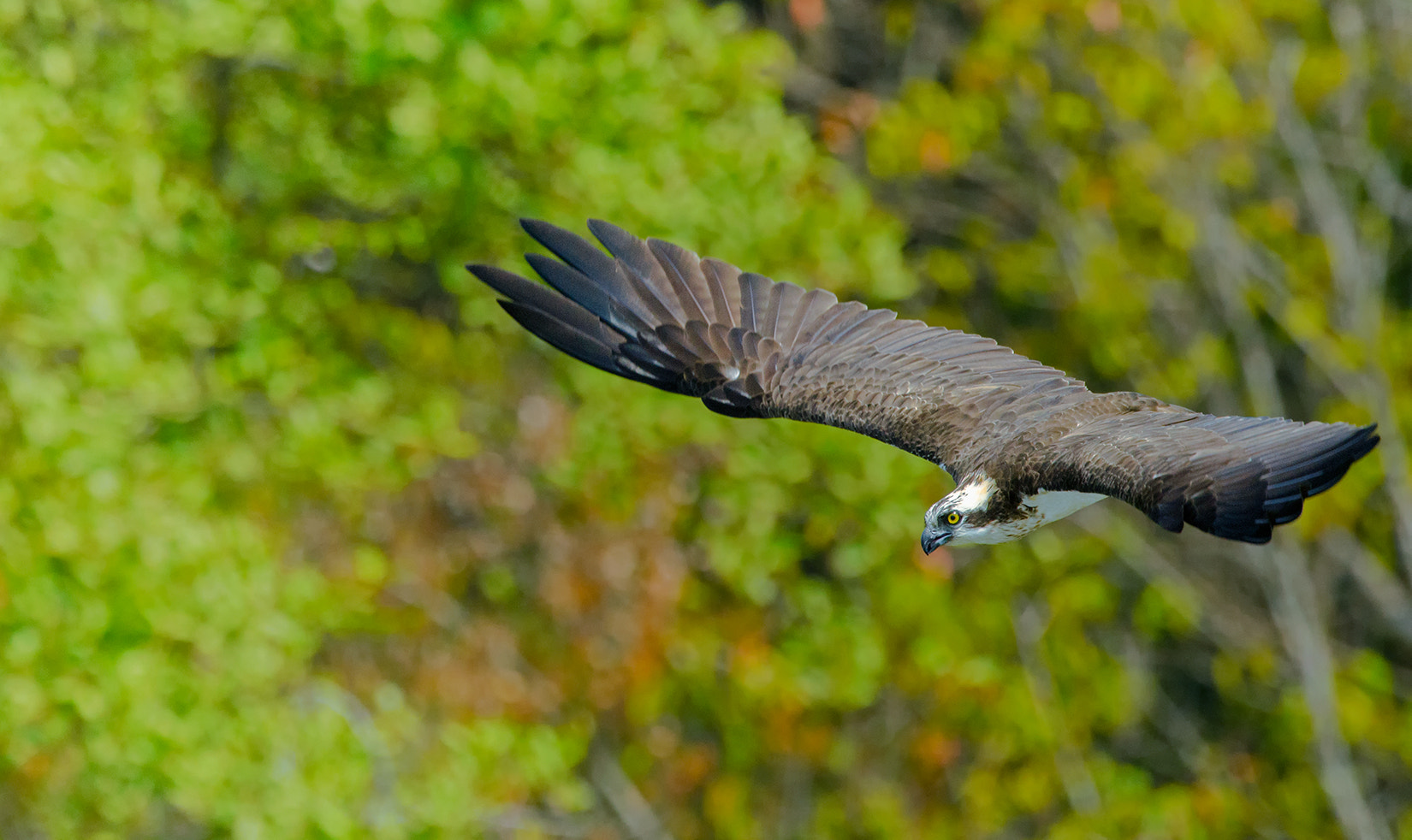 Nikon D7000 + Nikon AF-S Nikkor 500mm F4G ED VR sample photo. Osprey photography