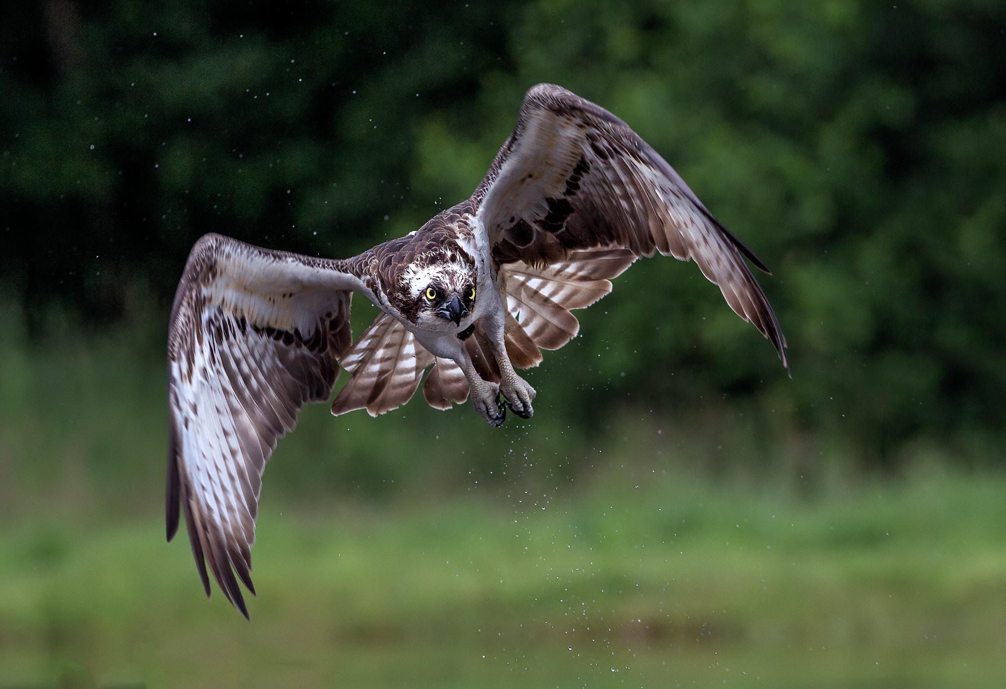 Canon EF 300mm F2.8L IS USM sample photo. On target.... photography