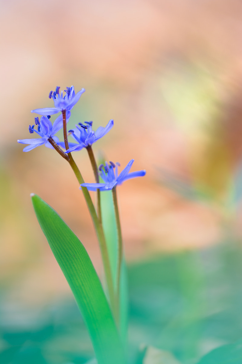 Sigma 150mm F2.8 EX DG OS Macro HSM sample photo. Blaustern photography