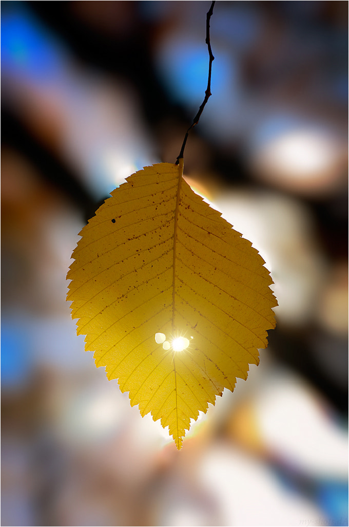 Pentax smc DA* 50-135mm F2.8 ED (IF) SDM sample photo. Golden autumn _97_ photography