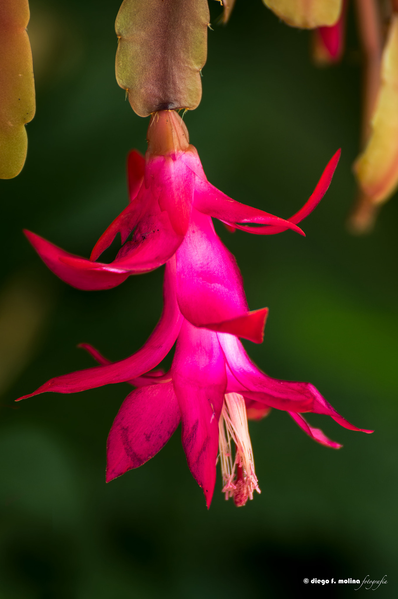 Nikon D3200 sample photo. Flor de cactus photography