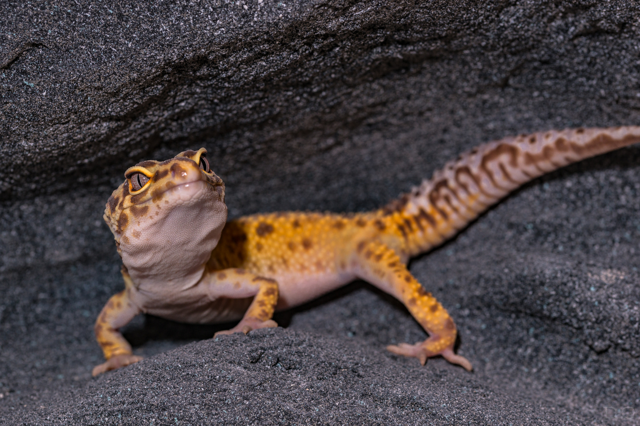 Sony a99 II + 105mm F2.8 sample photo. Eublepharis macularius - 29 photography