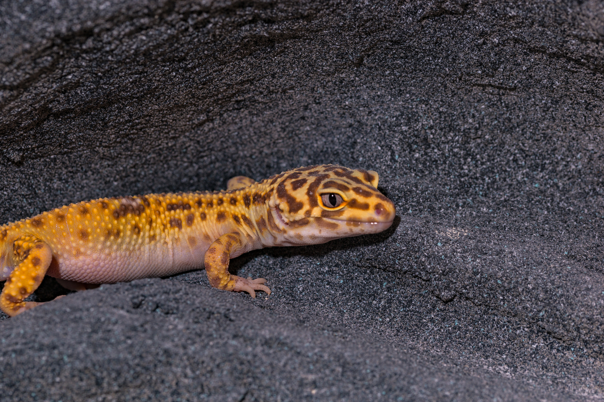 Sony a99 II + 105mm F2.8 sample photo. Eublepharis macularius - 30 photography