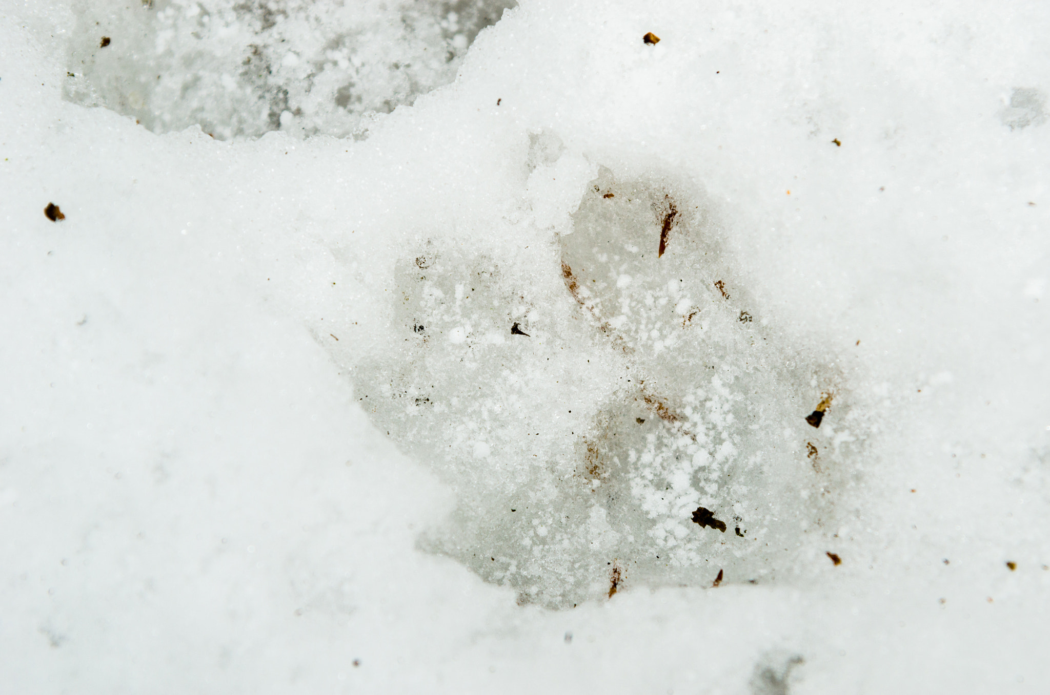 Nikon AF-S Nikkor 24-120mm F4G ED VR sample photo. European pine marten pawprint photography