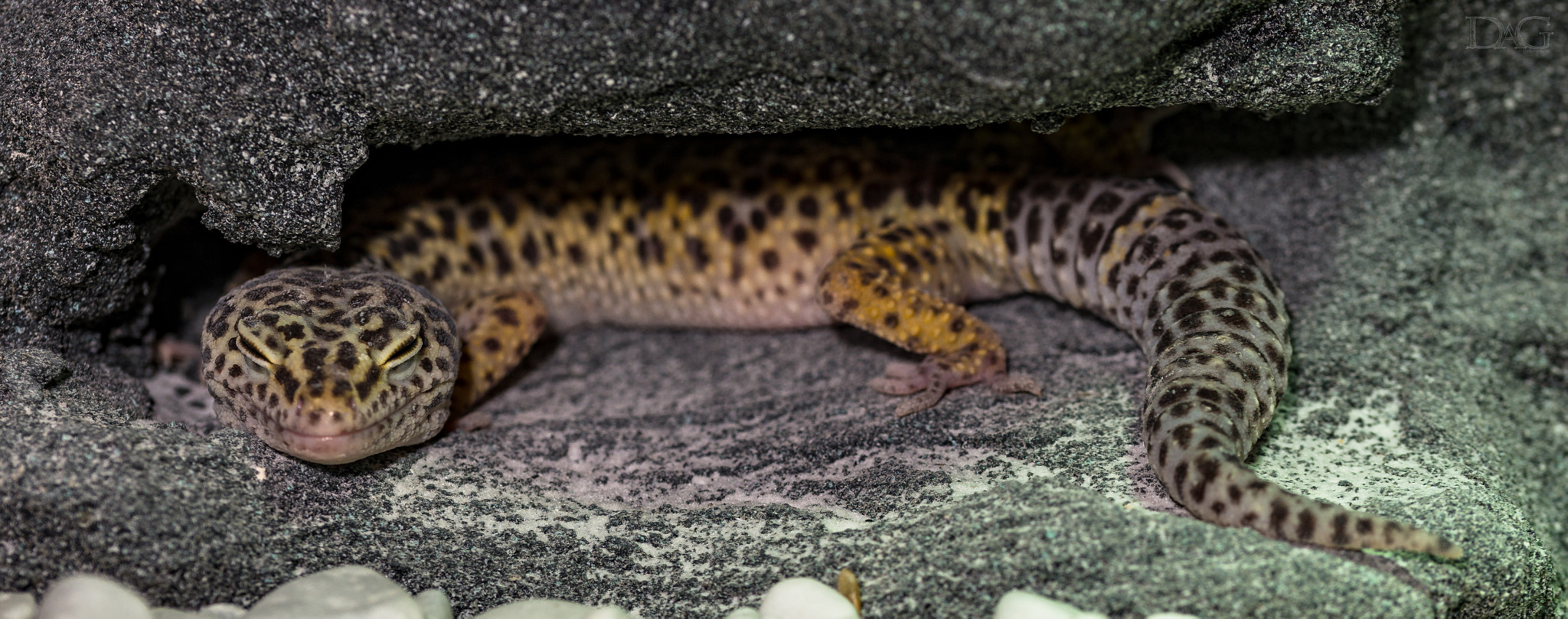 Sony a99 II + 105mm F2.8 sample photo. Eublepharis macularius - 31 photography