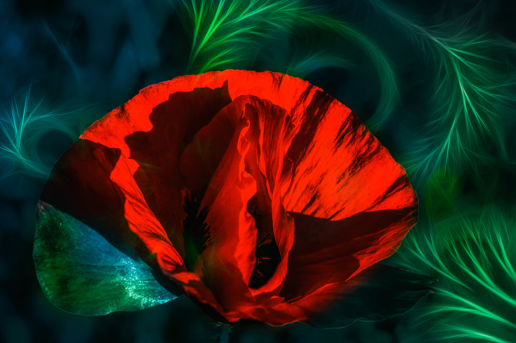 Nikon AF-S Micro-Nikkor 105mm F2.8G IF-ED VR sample photo. Crazy poppy photography