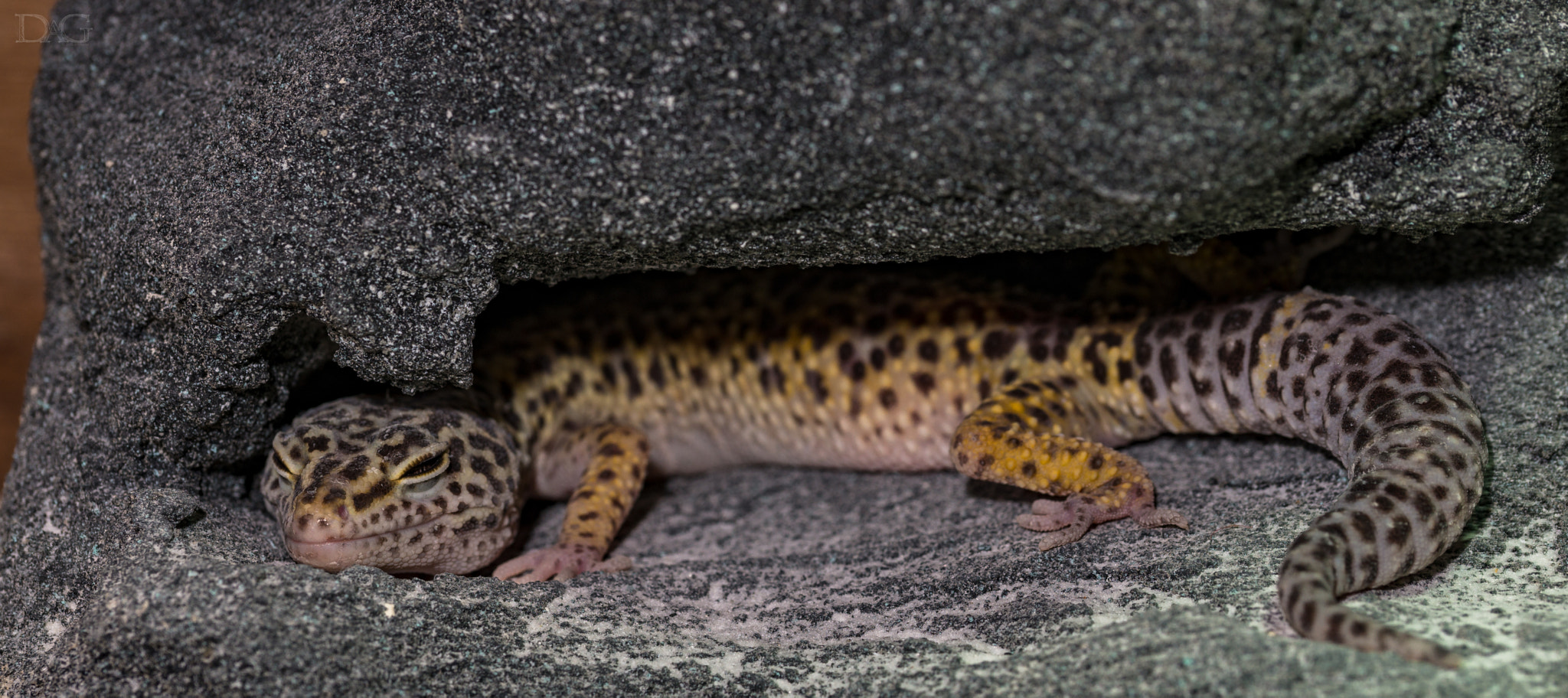 Sony a99 II + 105mm F2.8 sample photo. Eublepharis macularius - 32 photography