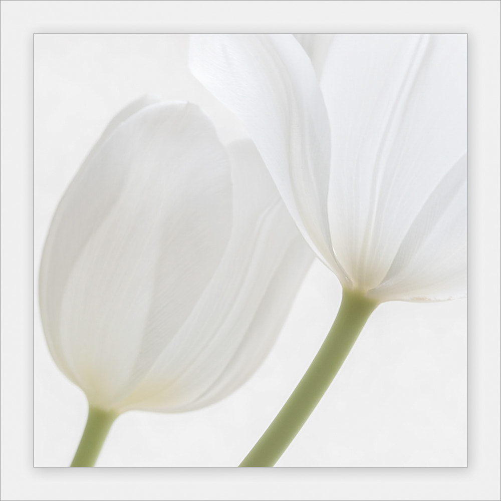Sigma 150mm F2.8 EX DG OS Macro HSM sample photo. Tulips photography