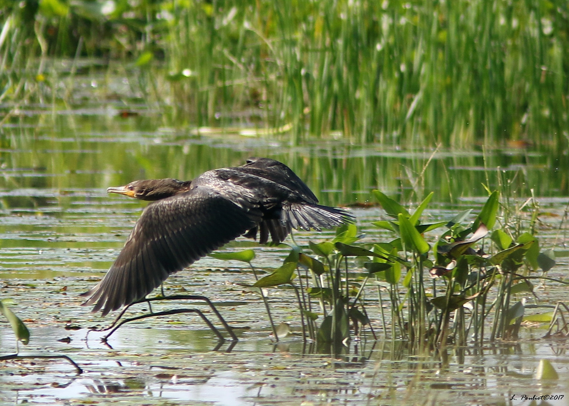 Canon EF 300mm F4L IS USM sample photo. Great cormoran / grand cormoran photography