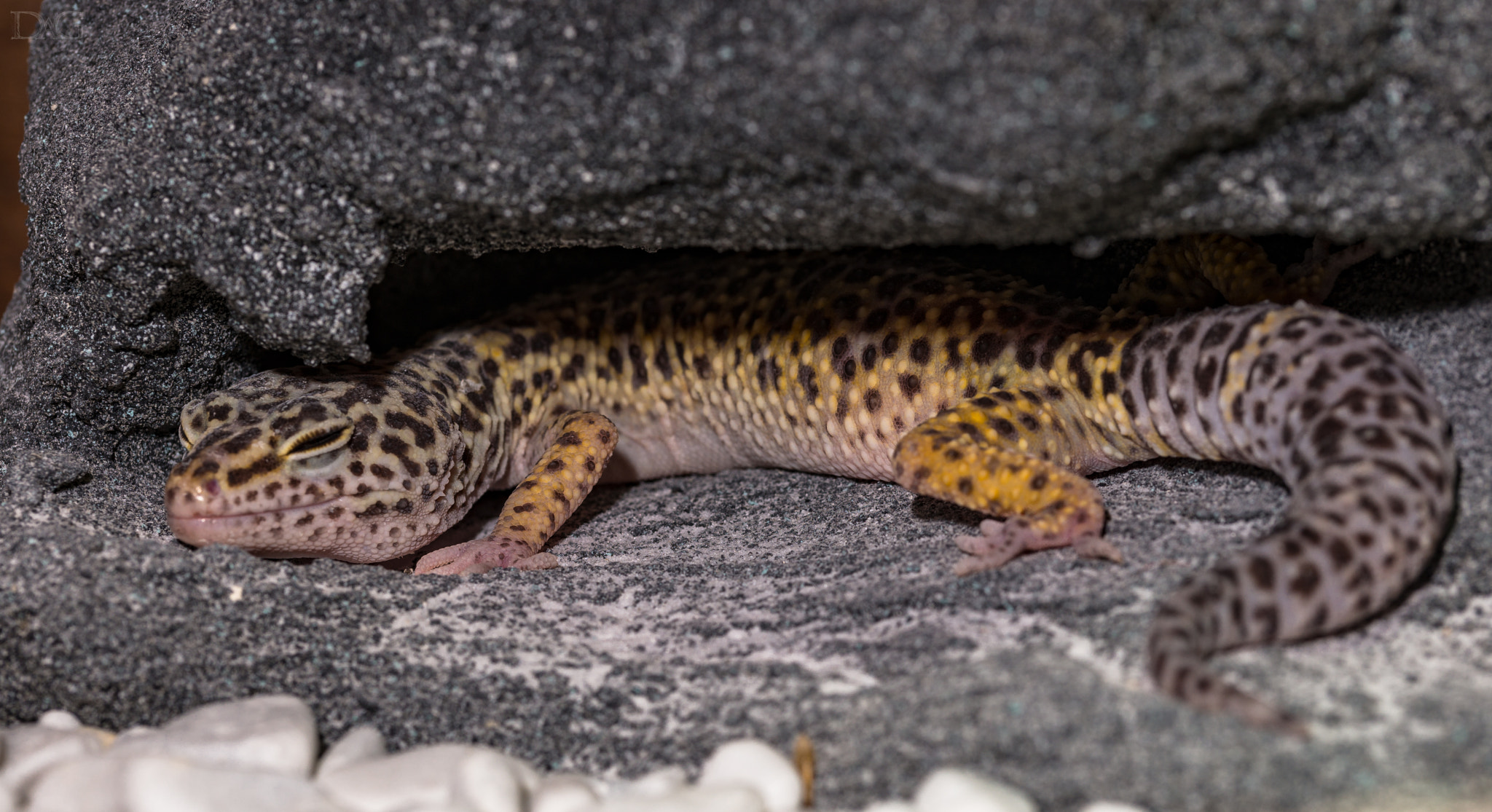 Sony a99 II + 105mm F2.8 sample photo. Eublepharis macularius - 33 photography