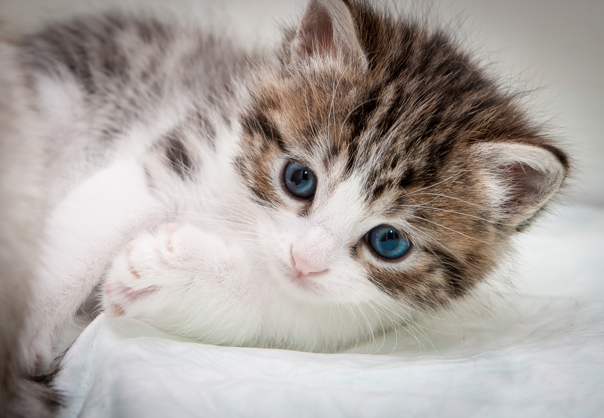 Canon EF 24-70mm F2.8L USM sample photo. Gatito photography