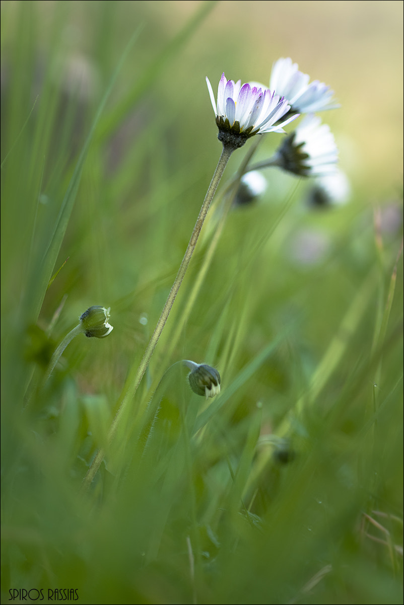 Nikon D90 + Nikon AF Micro-Nikkor 60mm F2.8D sample photo. Bellis silvestris photography