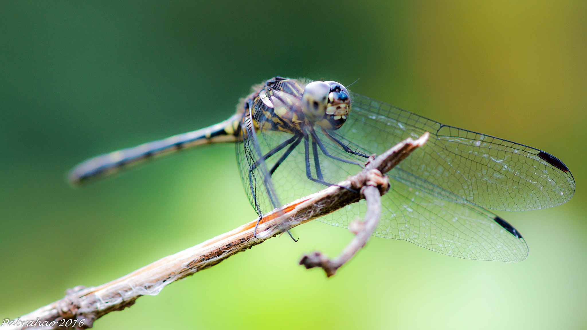 Sony SLT-A57 + Tamron SP AF 90mm F2.8 Di Macro sample photo. Dragonfly. an alien. photography